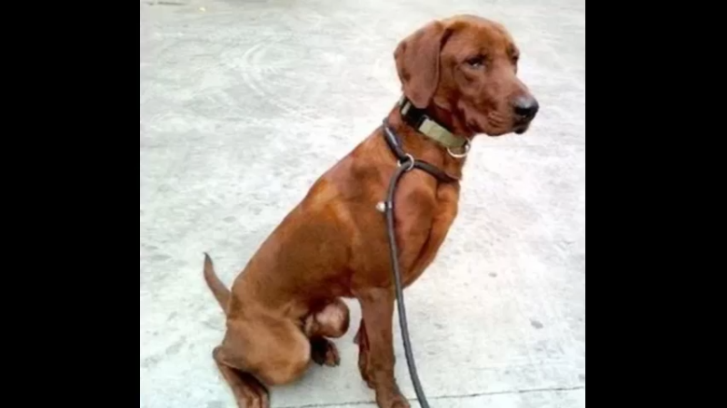 红浣熊猎犬