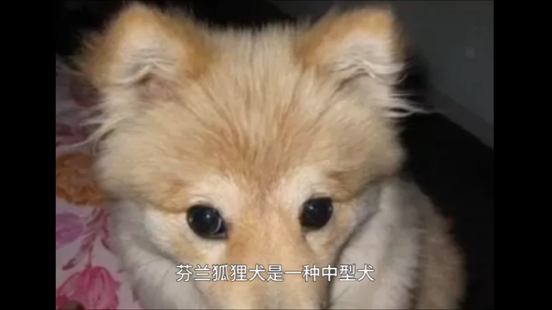 芬兰狐狸犬