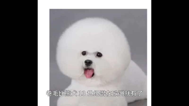 卷毛比熊犬