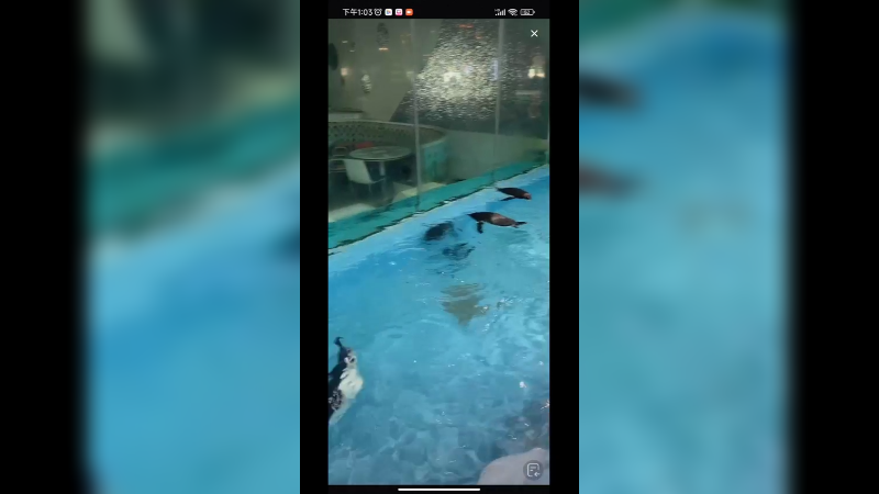 企鹅游泳好快乐啊，速度很快