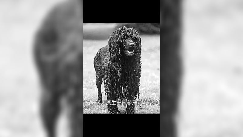 葡萄牙水犬