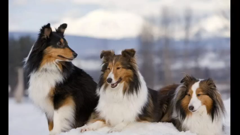 喜乐蒂牧羊犬