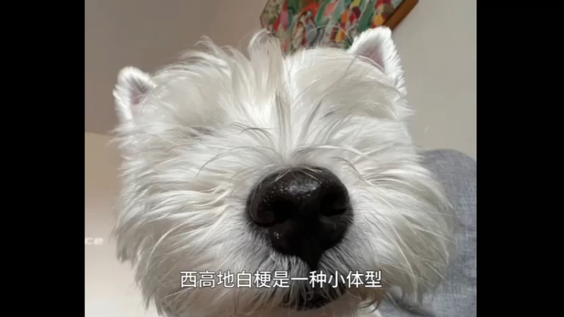 西高地白梗