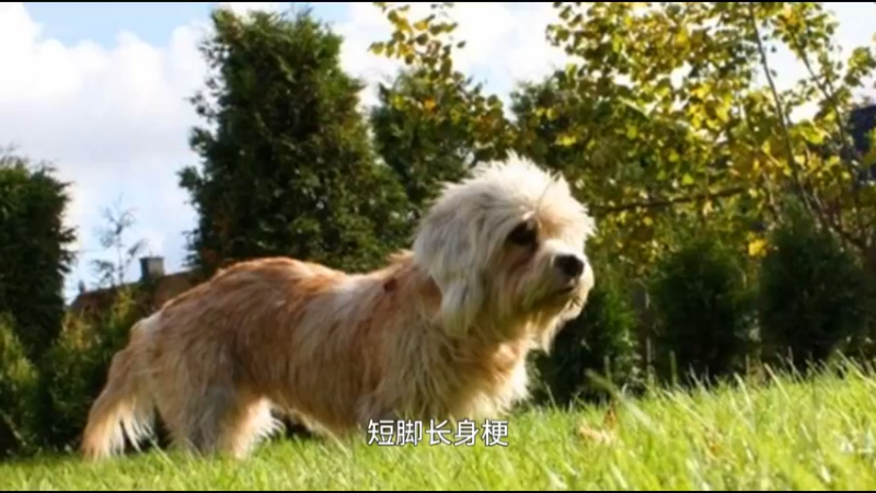 短脚长身梗