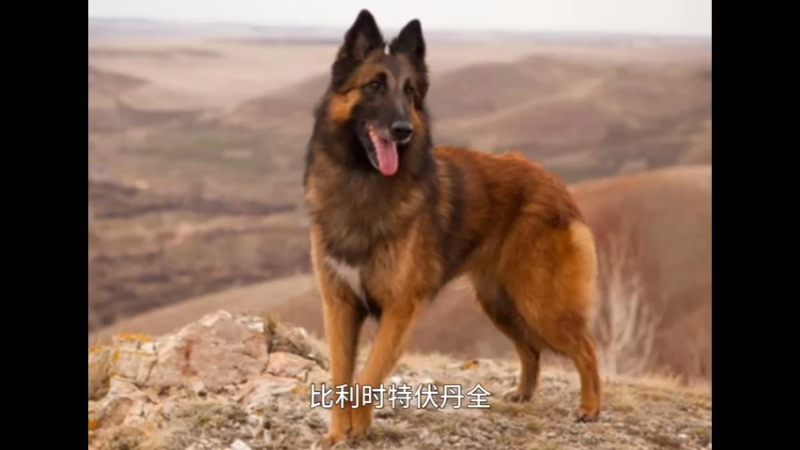 比利时特伏丹犬