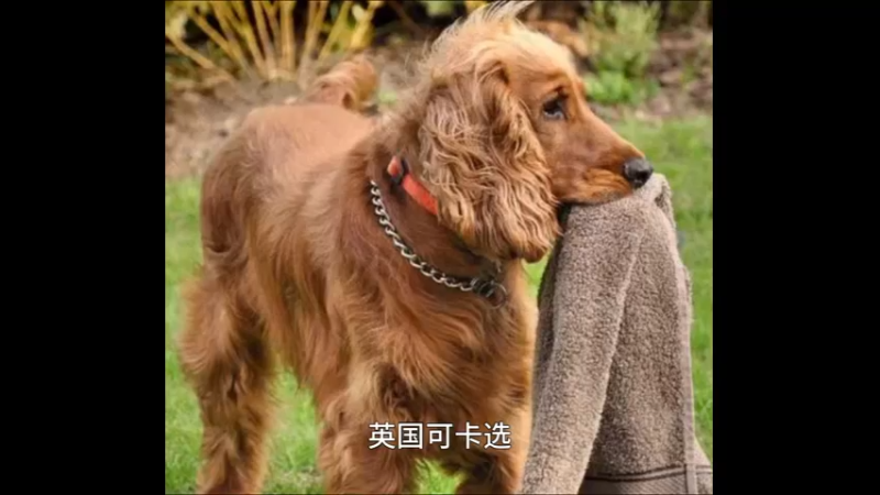 英国可卡犬