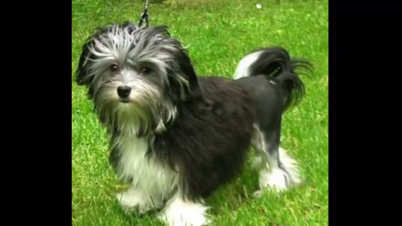 罗秦犬