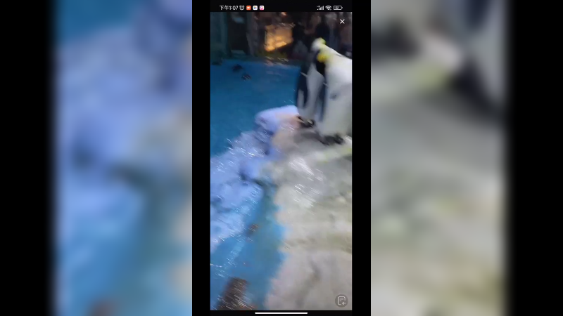 企鹅没事的时候喜欢排队站着，好呆萌