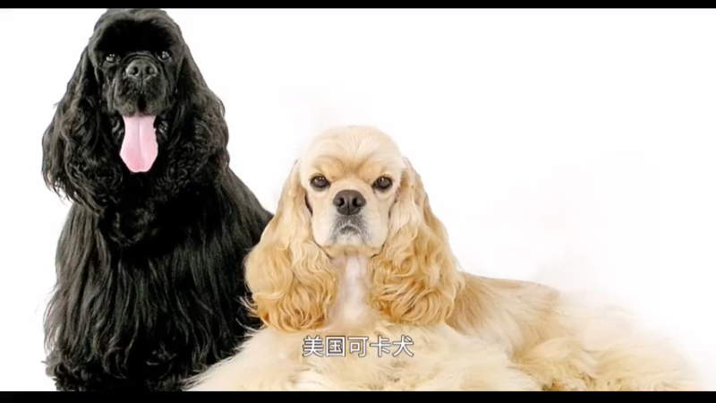 美国可卡犬