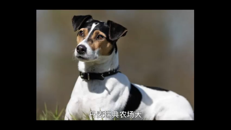 丹麦瑞典农场犬