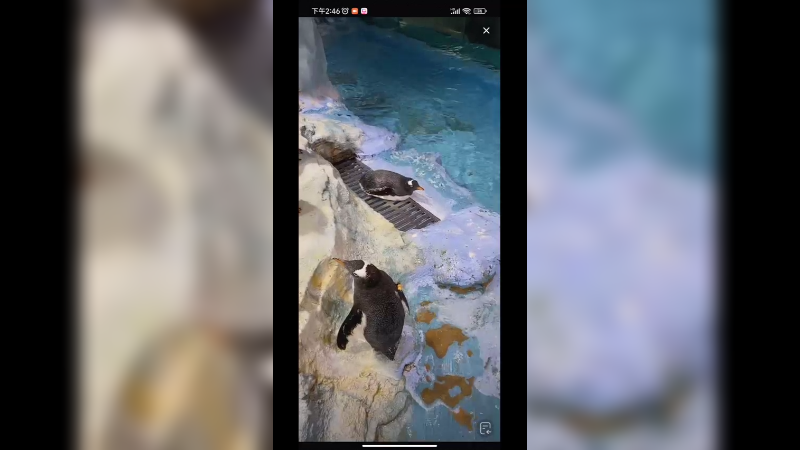 可爱的企鹅，记性还很好，记仇的