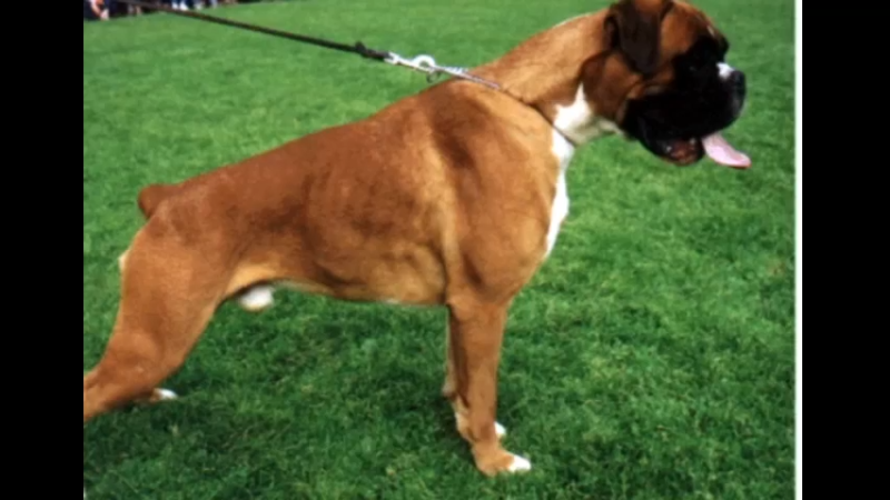 拳师犬