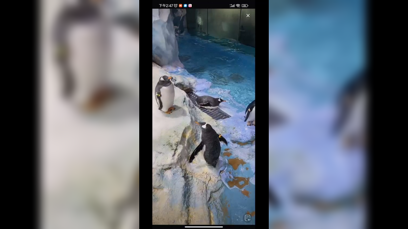 你别看企鹅在陆地呆萌邹璐好慢，但是游泳很快啊