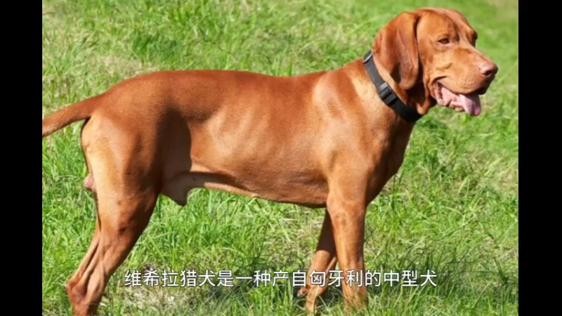 维希拉猎犬