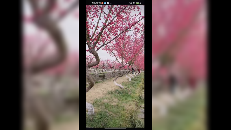 粉色樱花真好看啊