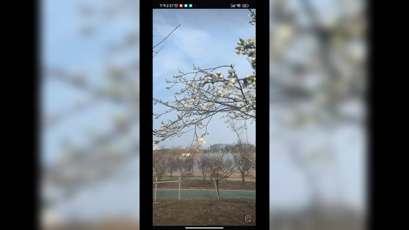 南通的梅花盛开，真好看啊