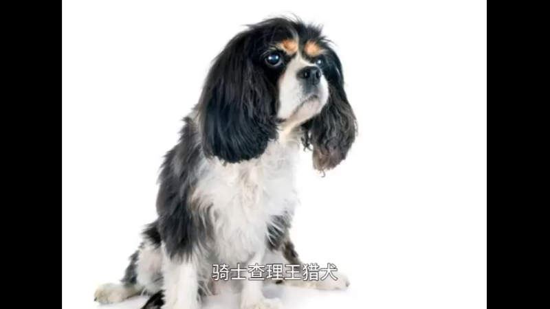 骑士查理王猎犬
