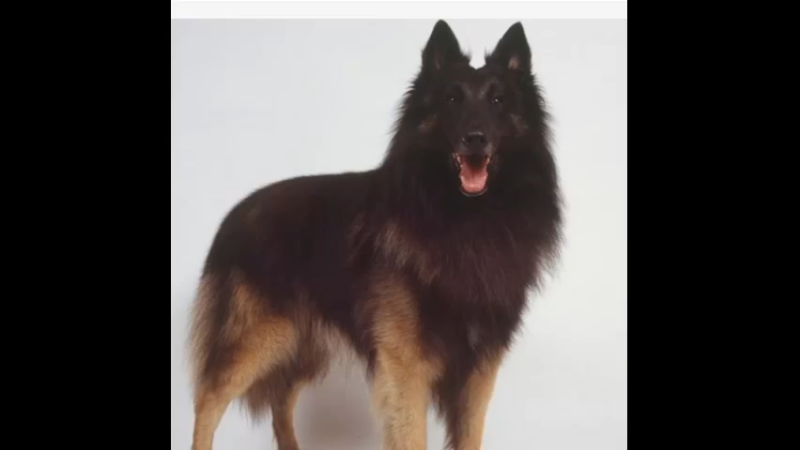 比利时坦比连犬2