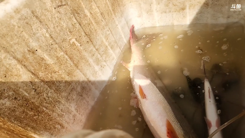 【户外】微山湖捕鱼武工队的精彩时刻 20230219 11点场