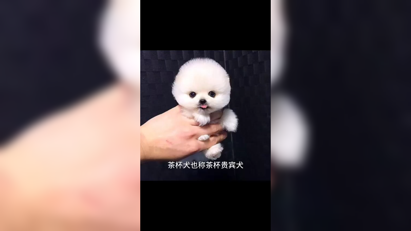 茶杯犬