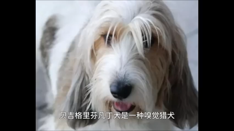 贝吉格里芬凡丁犬