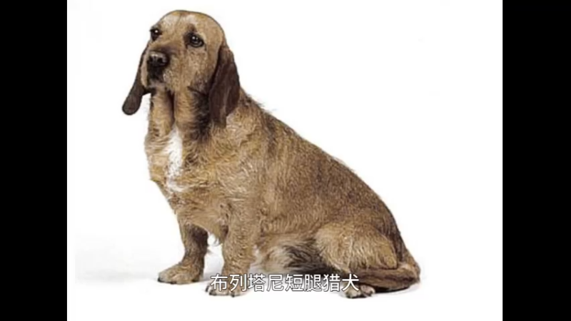 布列塔尼短腿猎犬