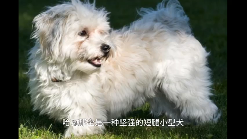 哈瓦那犬