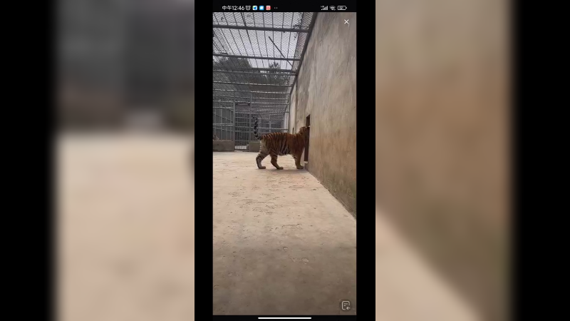 9个月大的小老虎很可爱啊