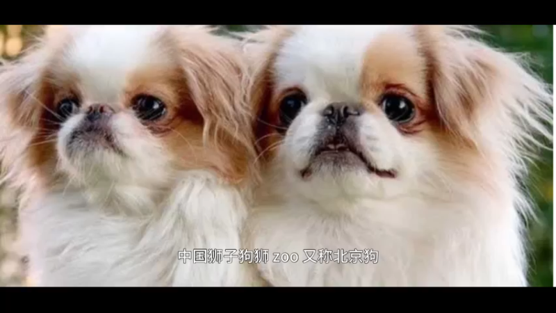 中国狮子狗