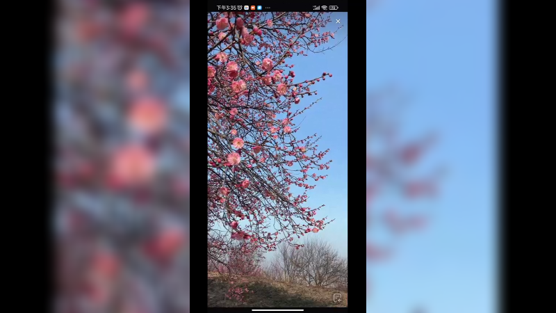 梅花开了，真好看啊