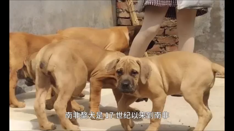 南非獒犬