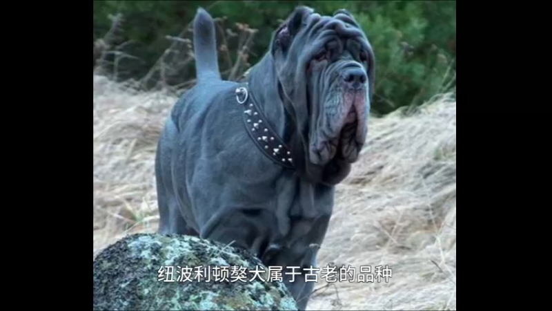 纽波利顿獒犬