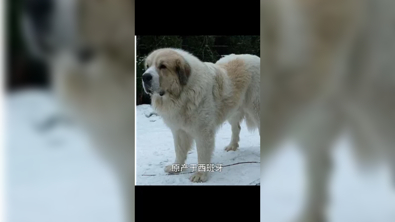 比利牛斯獒犬