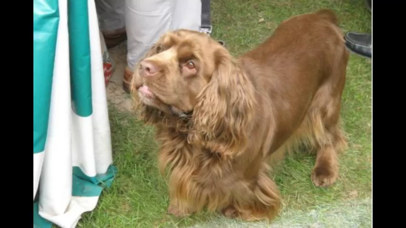 苏赛克斯长耳猎犬