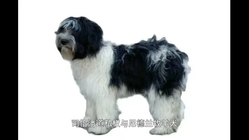 斯恰潘道斯犬