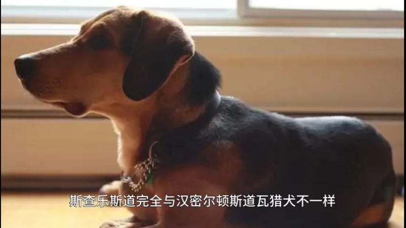 斯差勒斯道瓦犬