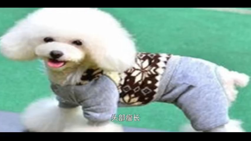凯尼克犬