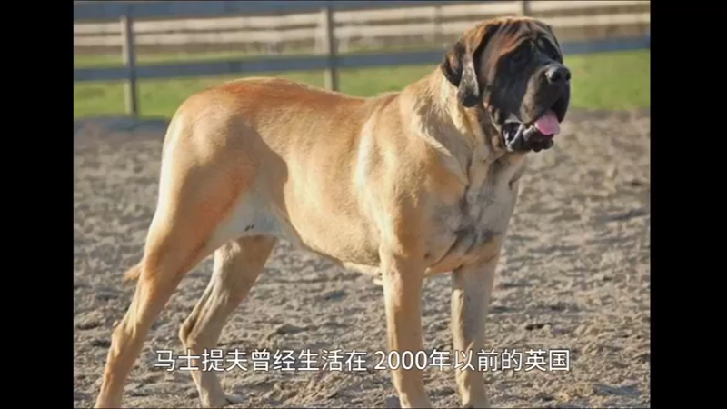 马士提夫
