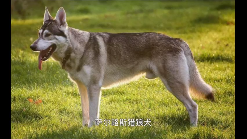 萨尔路斯猎狼犬