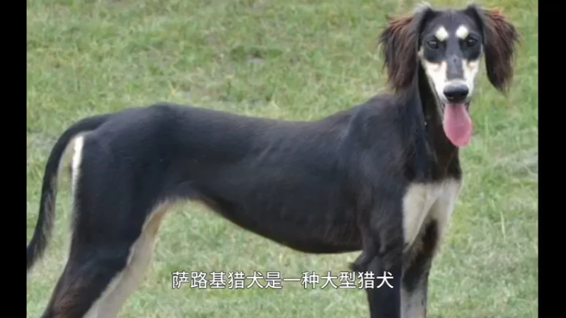 萨路基猎犬