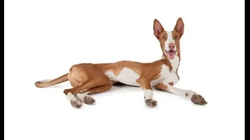小型西班牙猎犬