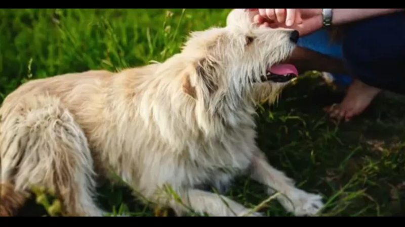长卷毛猎犬