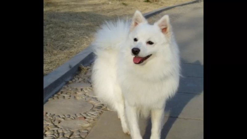 银狐犬