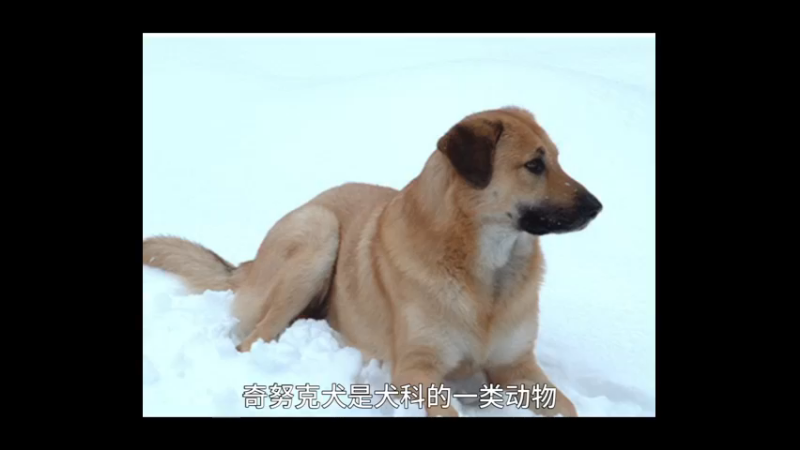 奇努克犬