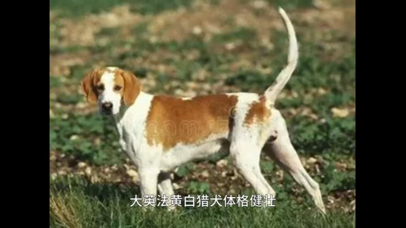 大英法黄白猎犬