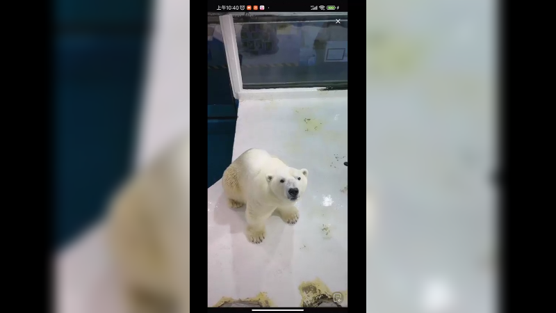 北极熊吃东西好优雅，可爱啊