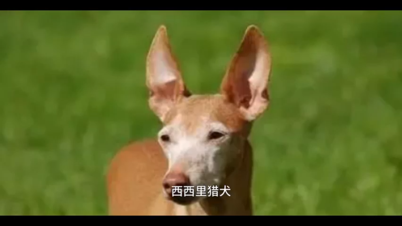 西西里猎犬