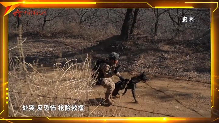 涨知识！现代警犬由什么发展而来？