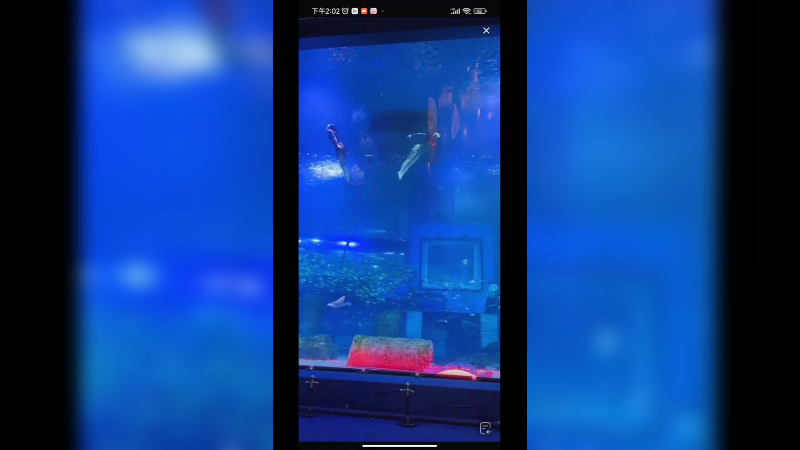 海洋馆美人鱼表演好看