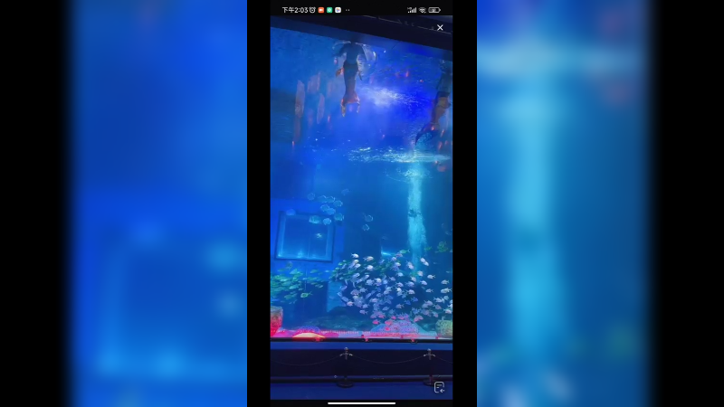 在广州海洋馆看美人鱼